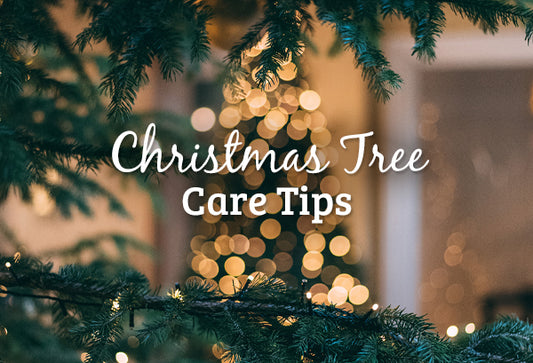 Keeping Your Christmas Tree Merry and Bright: Essential Care Tips