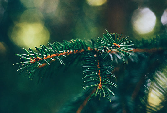 How Often Should I Water My Christmas Tree? 